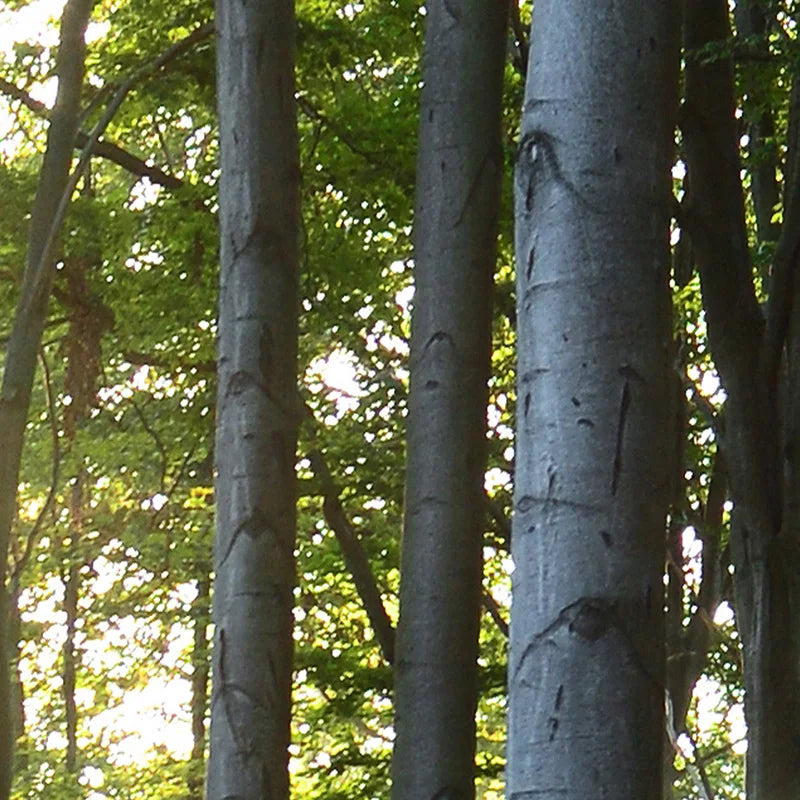 Papel Pintado Arbol